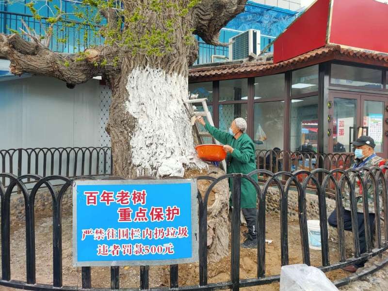 1588149000879660.jpg 圖為:副食市場(chǎng)為百年老樹刷石灰_副本.jpg